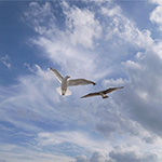 Plants: image 3 0f 16 thumb