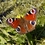 Plants: image 3 0f 16 thumb